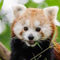 MENTORIA EM GRUPO LARANJA CARTAZ