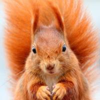 MENTORIA EM GRUPO LARANJA CARTAZ