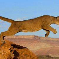 MENTORIA EM GRUPO LARANJA CARTAZ