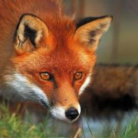 MENTORIA EM GRUPO LARANJA CARTAZ