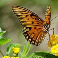 MENTORIA EM GRUPO LARANJA CARTAZ