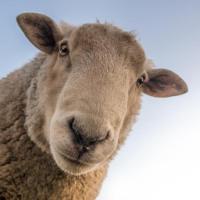 MENTORIA EM GRUPO LARANJA CARTAZ