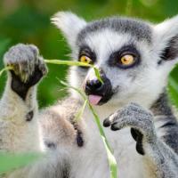 MENTORIA EM GRUPO LARANJA CARTAZ