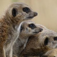 MENTORIA EM GRUPO LARANJA CARTAZ