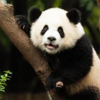 MENTORIA EM GRUPO LARANJA CARTAZ