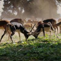 MENTORIA EM GRUPO LARANJA CARTAZ