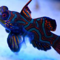 MENTORIA EM GRUPO LARANJA CARTAZ