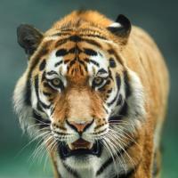 MENTORIA EM GRUPO LARANJA CARTAZ