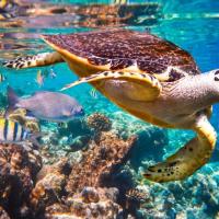 MENTORIA EM GRUPO LARANJA CARTAZ