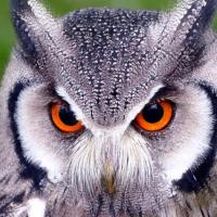 MENTORIA EM GRUPO LARANJA CARTAZ