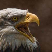 MENTORIA EM GRUPO LARANJA CARTAZ