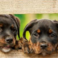 MENTORIA EM GRUPO LARANJA CARTAZ